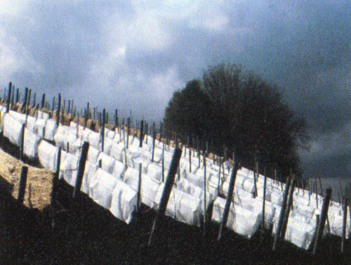 Frostmatten